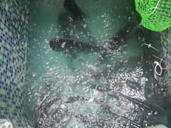 -全乐鱼馆·淳牌有机鱼直营店