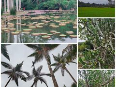 -中国科学院西双版纳热带植物园