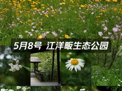 -西湖风景区-江洋畈生态公园