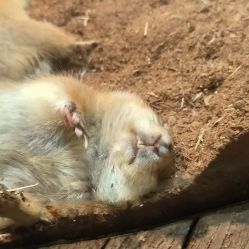 -Zoolung Zoolung动物主题公园(海信广场店)