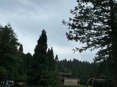 -武陵山森林公园