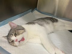 -艾吉宠物医院·疑难杂症转诊中心·猫友好(碧江路院)