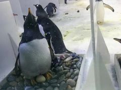 -芜湖新华联大白鲸海洋公园