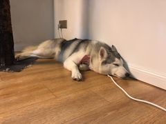 -Husky Go! 哈士奇体验馆·宠物咖啡厅狗咖