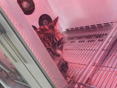 -奈斯宠物医院·核磁CT·异宠专科·内镜(中南店)