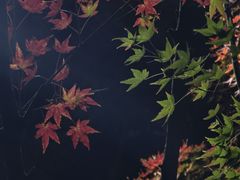 -龙头寺公园
