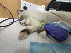 -联合动物医院(光谷诊疗中心)
