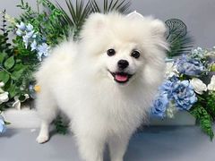 -BABIT巴比特宠物(MOMOPARK店)