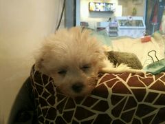 -1013 PET SHOP 宠物商店(近铁城市广场店)
