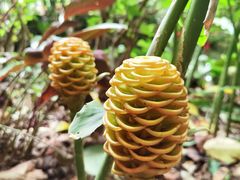 -中国科学院西双版纳热带植物园