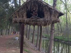 -合肥滨湖国家森林公园