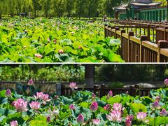 -莲花池公园