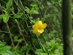 -南山植物园