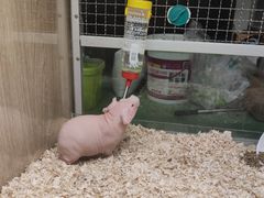-藦茜花园宠物主题亲子互动体验馆(国顺东路店)