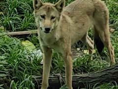 -哈尔滨北方森林动物园