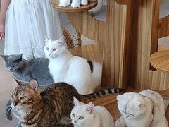 -飞行喵MR PILOT|猫舍·猫咖(静安大融城店)