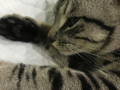 -守诺宠物医院·眼科· 特色牙科·异宠专科(虹口店)