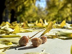 -三里屯东五街银杏大道
