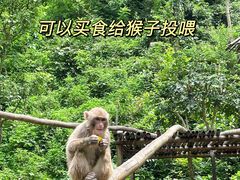 -西双版纳原始森林公园