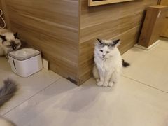 -猫咪咖啡店(新城大街店)