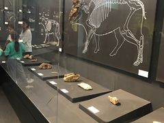-北京周口店北京人遗址博物馆