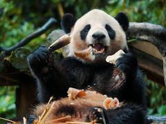 -广州长隆野生动物世界