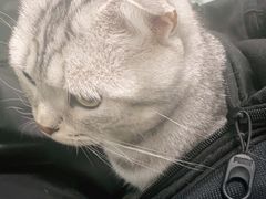 -宠福鑫康馨动物医院·骨科·眼科