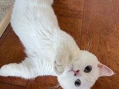 -欣宠猫屋·矮脚拿破仑·蓝金金渐层