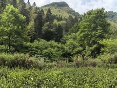-石台牯牛降景区