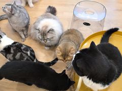 -有喵·猫咖·狗咖·30几只猫10只小狗(岗厦店)
