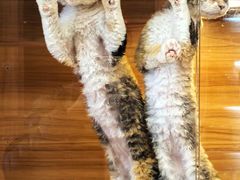 -猫十亿·布偶金渐层·曼基康矮脚猫舍(青年路店)