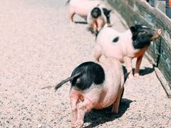 -前小桔亲子创意农场·草莓采摘·露营烧烤