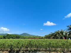 -亚龙湾国际玫瑰谷