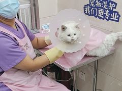 -北京观赏动物医院·24小时大型综合·猫专科·异宠专科