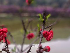 -南国桃园旅游度假区