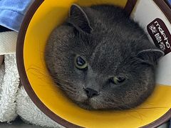-御宝贝·A梦猫科宠物医院(国际猫友好医院)