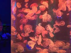 -海合安青岛极地海洋公园