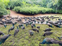 -西双版纳勐泐文化旅游区