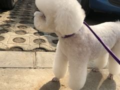 -芭比堂动物医院·犬猫全科·异宠专科(雁塔分院)