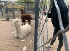 -长白岛森林公园