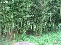 -紫竹院公园冰场