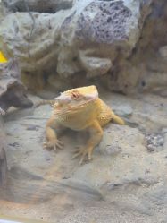 -神奇动物撸宠馆·羊驼·小浣熊·异宠(豫园店)
