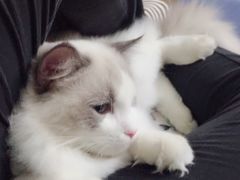 -猫大福·Fortune Cat猫舍(百子湾店)