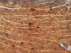 -天虹超市(大西洋店)