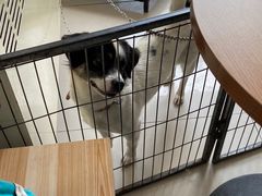 -平行世界·猫咖(首经贸店)