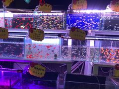 -中环花鸟鱼虫市场