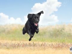 -超宠爱宠物摄影-Super pet