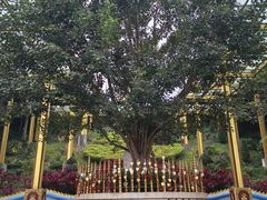 -西双版纳勐泐文化旅游区