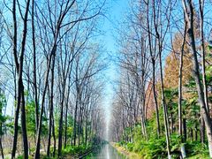 -合肥滨湖国家森林公园