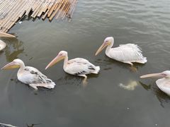 -沈阳森林动物园